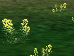 SAP_JVC_Wildflower2b_large_group