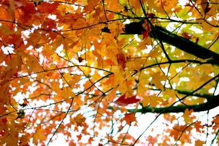 Leaves fall