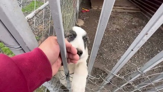 Спасли собаку от усыпления/Теперь она нами командует))