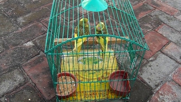 Budgies Kay Chicks Ko Self Karwane Kay Liye Dana Offer