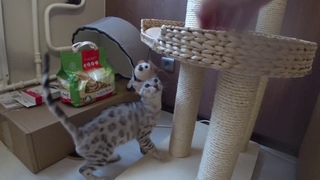 Котенок изучает свой новый дом. Первое купание котенка.