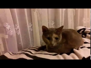 2335).  - Кошка Тася нашла дом (видео из дома)