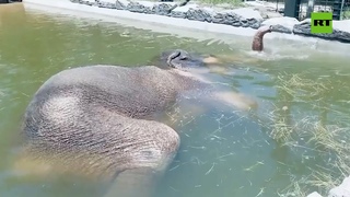 Así disfruta este elefante de su siesta bajo el agua