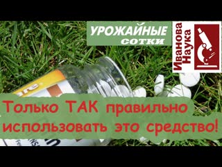 КОПЕЕЧНОЕ средство из аптеки убережет ДАЖЕ РОЗЫ! И УДИВИТЕ ВСЕХ ВАШИМ УРОЖАЕМ!