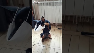Quand un chien met un masque #When a dog puts on a mask #