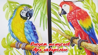 Рисую попугаев Ара акварелью.