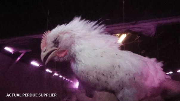 Watch: Perdue Workers Caught on Hidden Camera Stomping Birds to