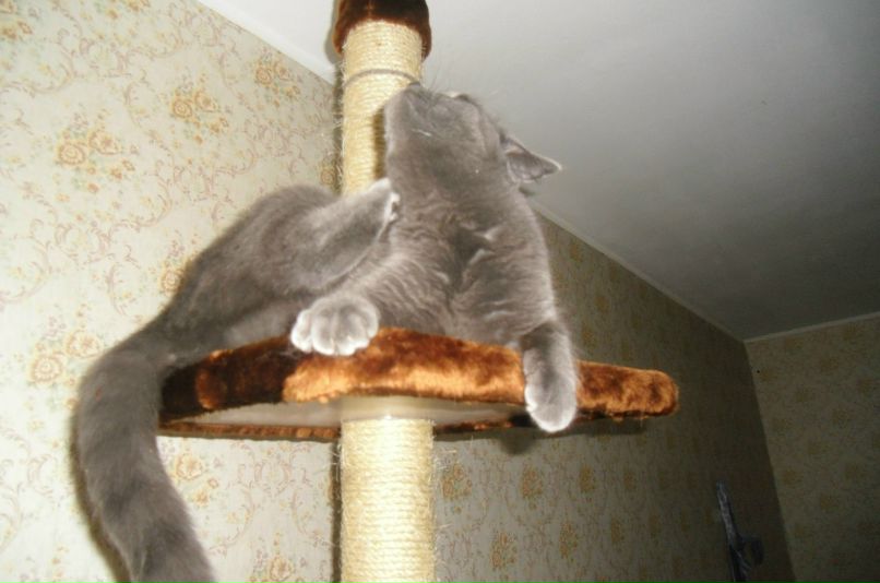 Света Касаткина | Лесной