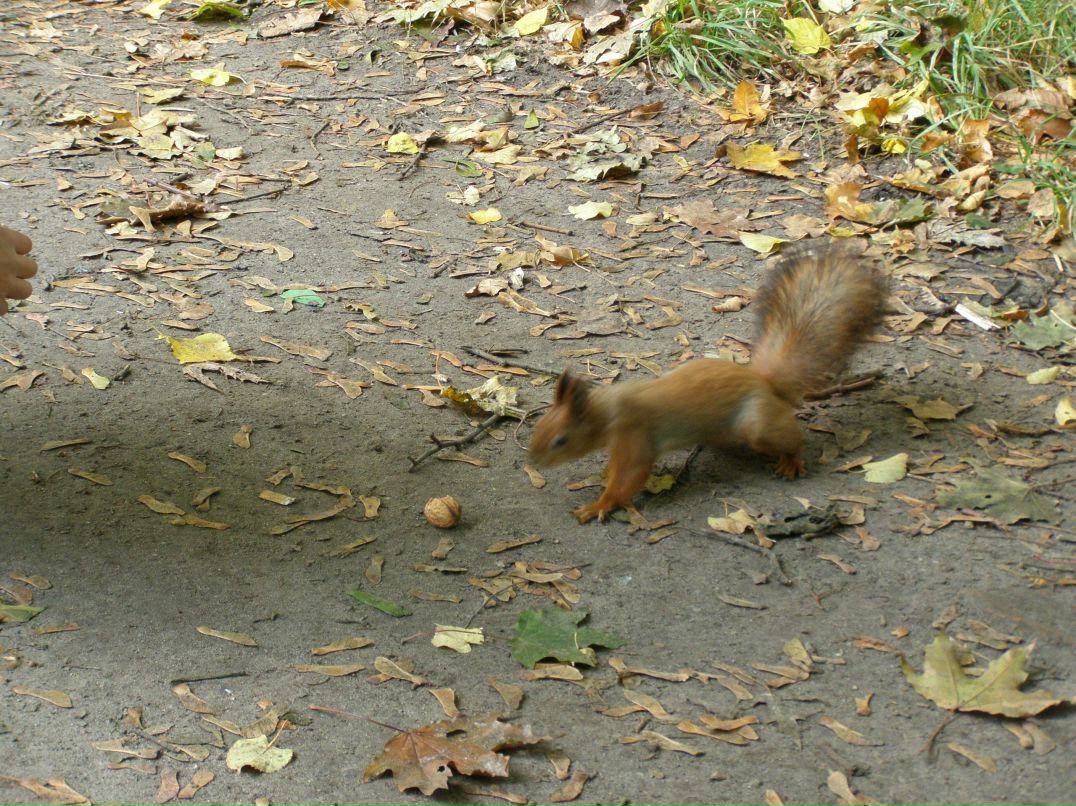 Олексій Вридиш n.dl | Киев