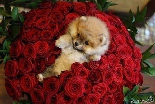 Наталья Волкова | Северодвинск