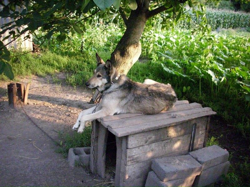 №35, Коля Колядюк, Кортелесы №35, Коля Колядюк, Кортелесы