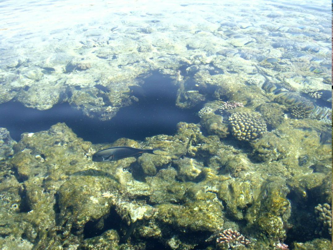 Лиана Кварцхава | Пермь