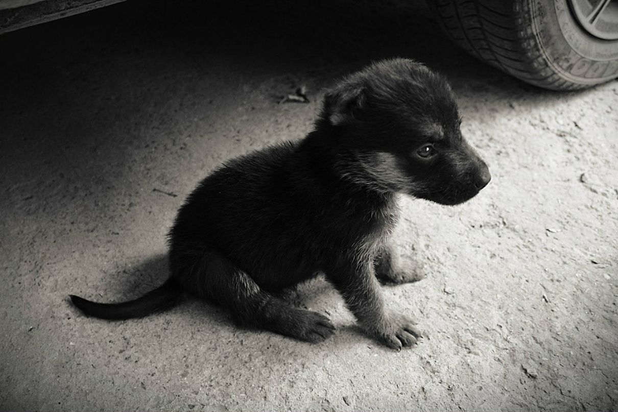 Александр Джанов | Николаев