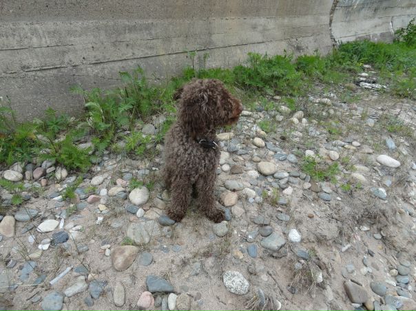 №33, Лена Бажеева, Улан-Удэ №33, Лена Бажеева, Улан-Удэ