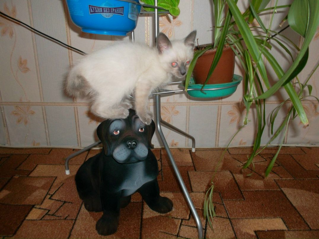 Наталья Апполинарьева | Валдай