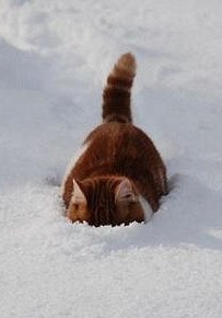 №42, Наталья Сивухина, Нижний Новгород №42, Наталья Сивухина, Нижний Новгород