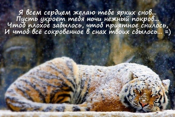 Марат Щелков NorNik | Санкт-Петербург