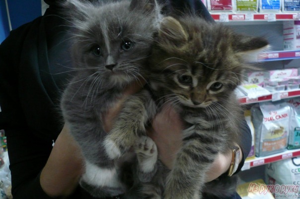 №11, Олег Шушаников, 35 лет, Новосибирск, Россия №11, Олег Шушаников, 35 лет, Новосибирск, Россия