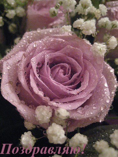 Надежда Чалых | 