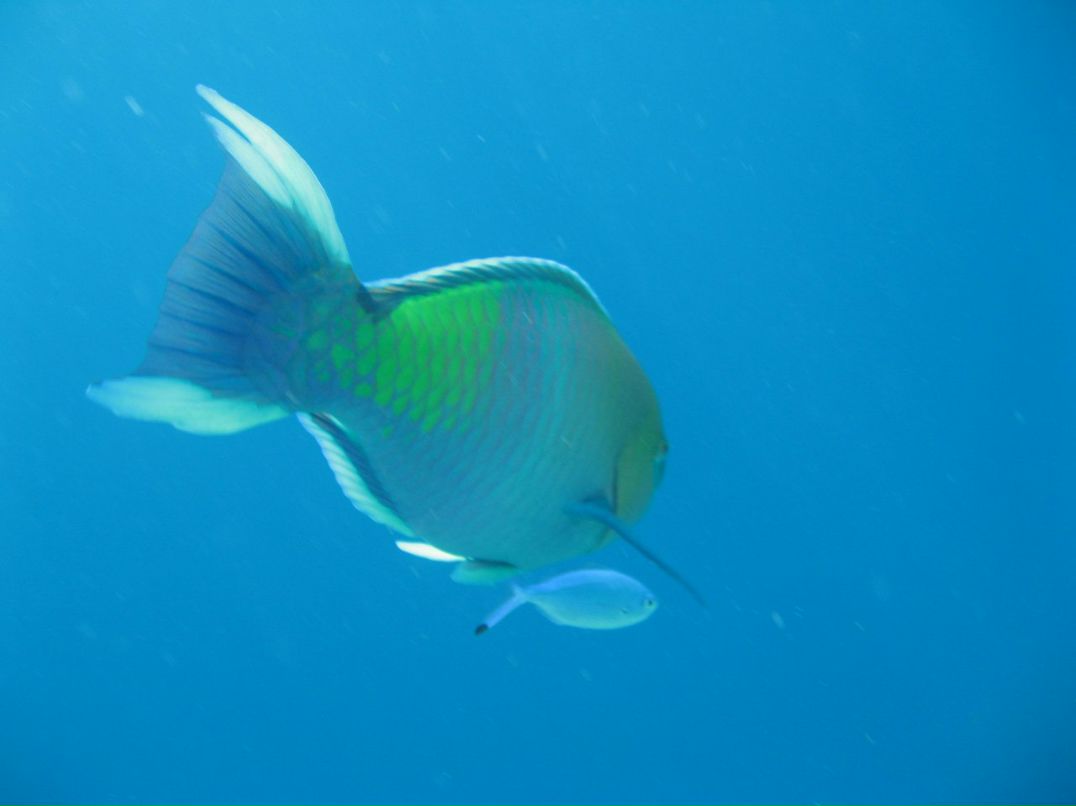 Надежда Кропачева | Киров