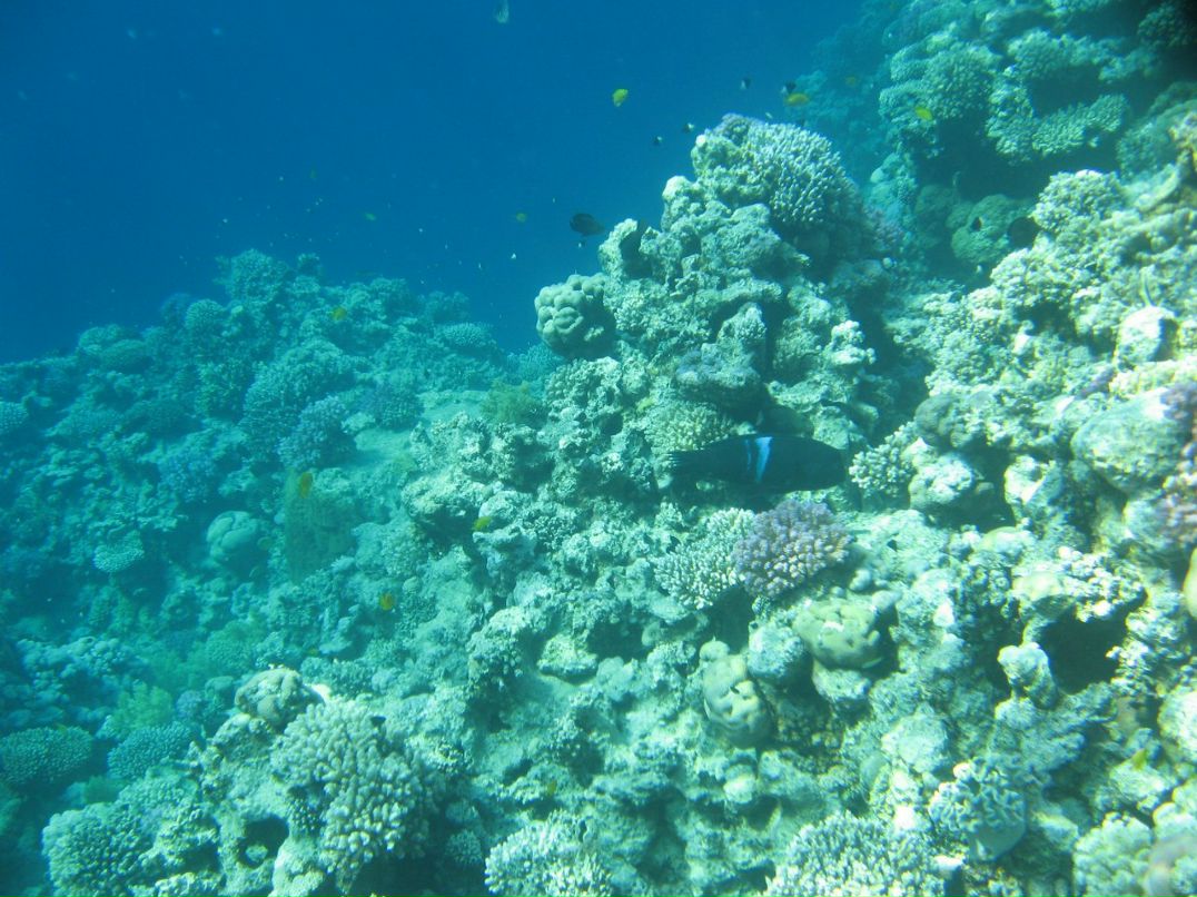 Надежда Кропачева | Киров