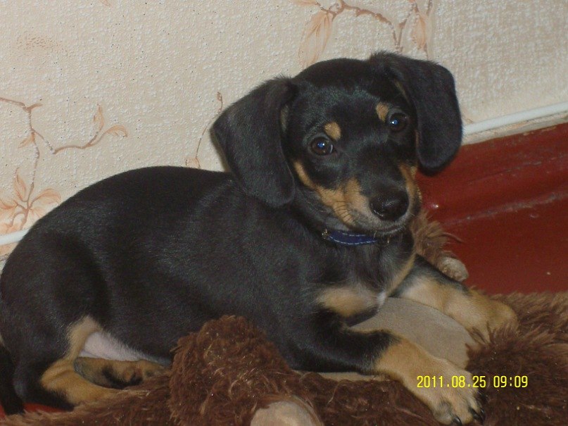 Настюшка Золотаренко | Светловодск