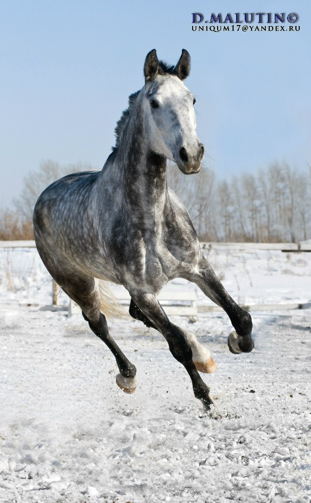 Ирина Филипс | Новосибирск