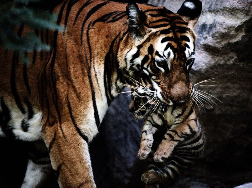 Ольга Трошина игоревна | Нижний Новгород