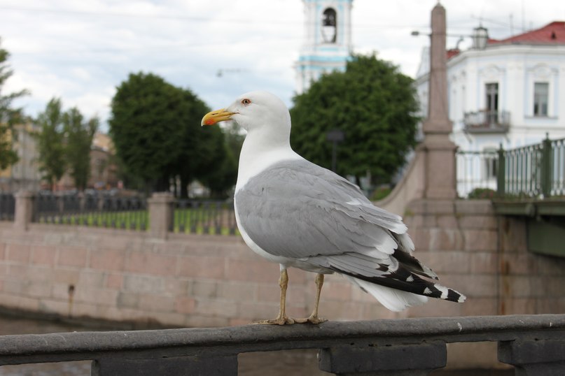 Пруха Pruha | Холм