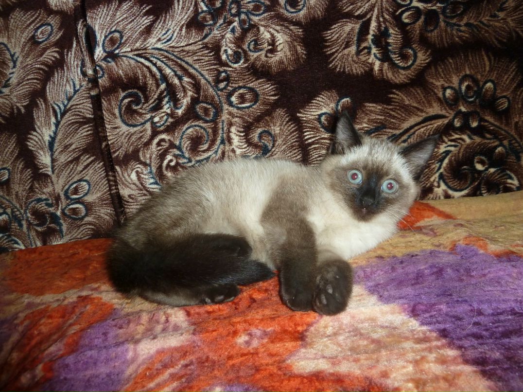 Владимир Иванов 6apc | Москва