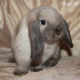 Мария Манишкина | Люберцы