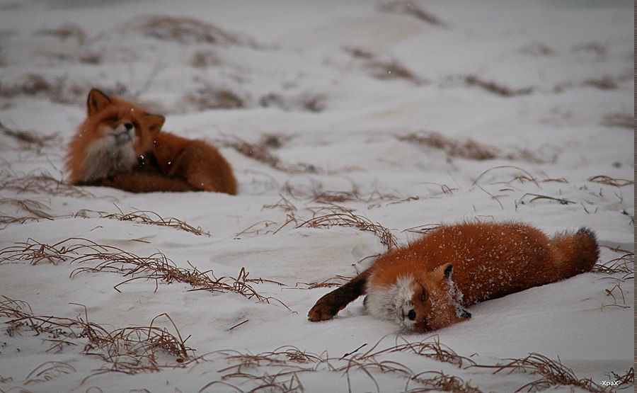 Fox Tilt on | Санкт-Петербург