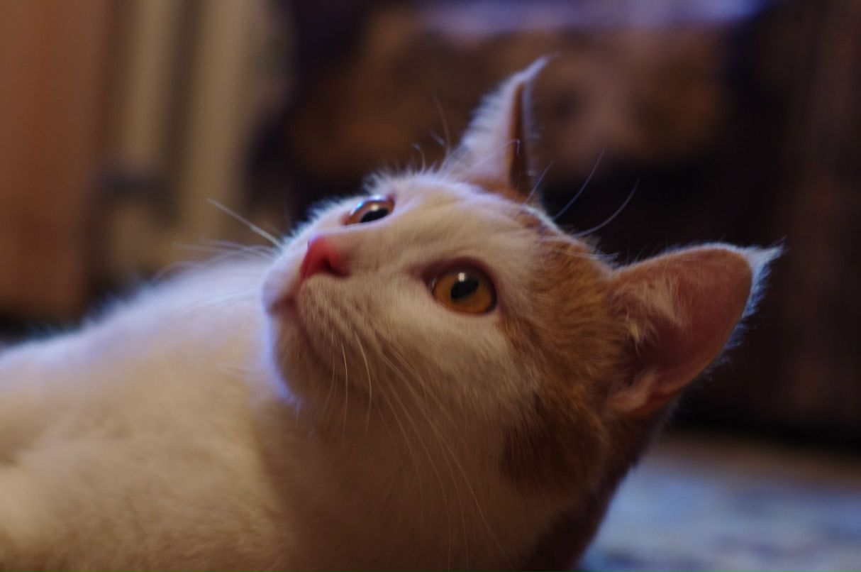 Екатерина Какорина | Москва