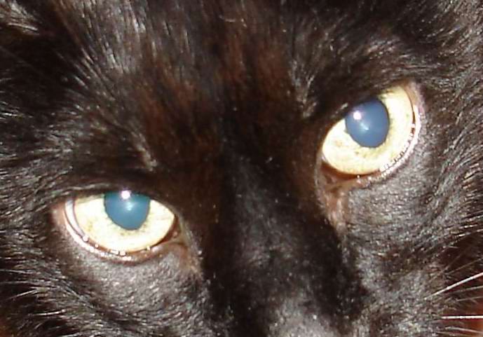 Квеста Нова | 