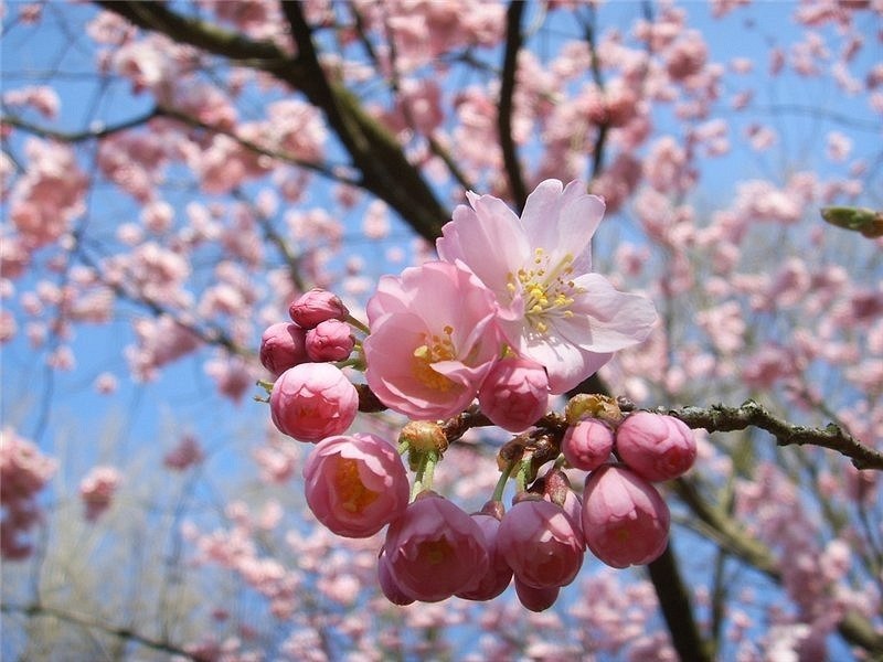Эльмира Асанова | Белогорск