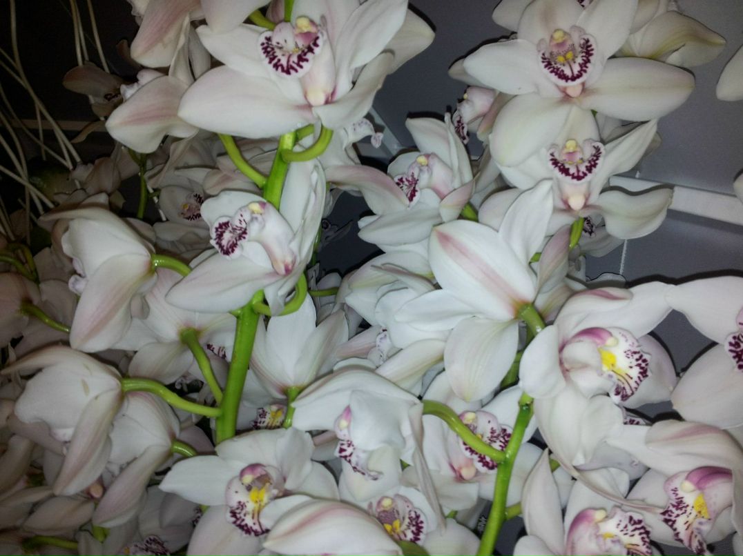 Влад Лейбензон | Хайфа