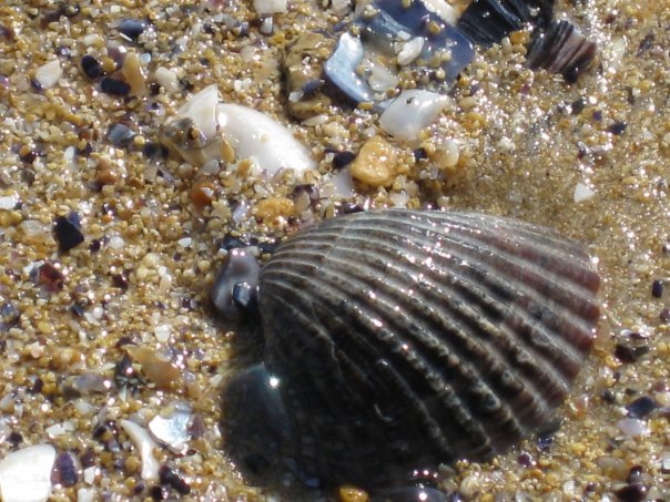 №5, Алика Павленко, Киев №5, Алика Павленко, Киев