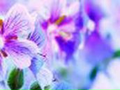 Ольга Меньшикова | Кемерово