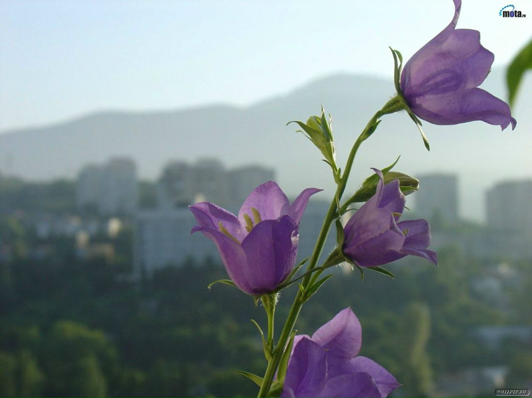 Ванда Жарина | Петрозаводск