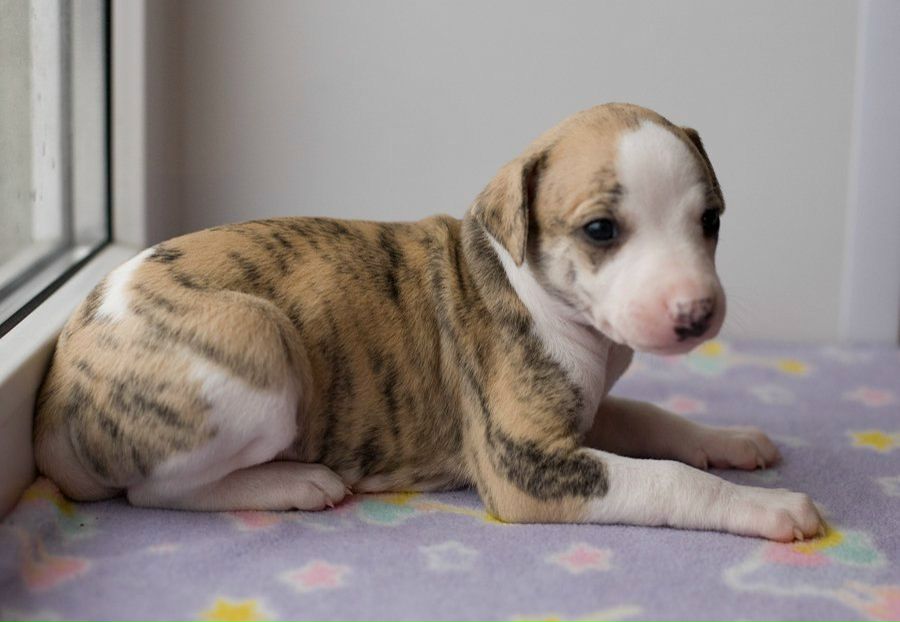 Андрей Юшкевич | Калининград