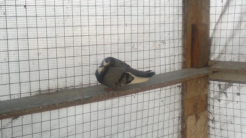 Hellen Новикова | Москва