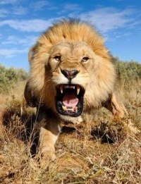 Константин Глушков | Сургут