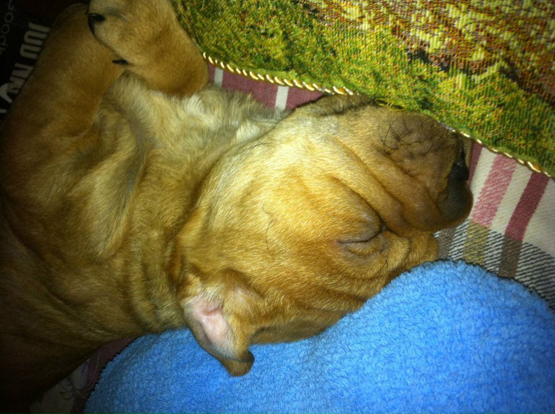 Руслан Телегин 