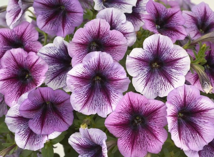 Roma Roma | Los Angeles