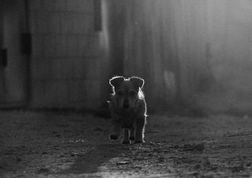 Аня Петрарка | Киев