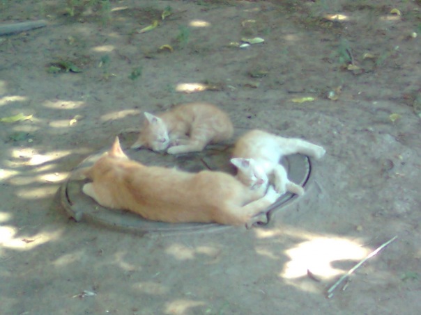 №4, Алексей Ревин №4, Алексей Ревин