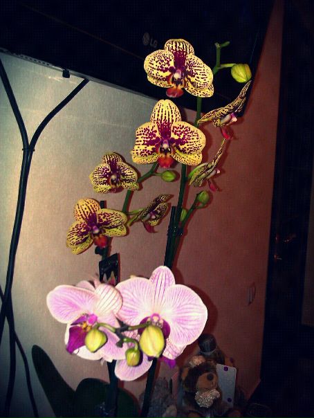 №171, Алина Макарская, 35 лет, Севастополь №171, Алина Макарская, 35 лет, Севастополь