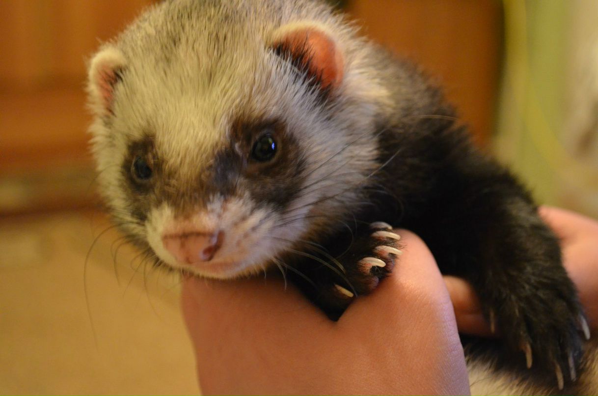 Екатерина Тимшина | Пермь