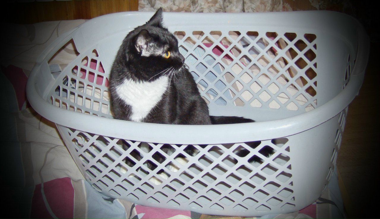 Инна Чернова | Новосибирск