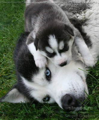 Ян Ахмедханов Олегович | Саяногорск